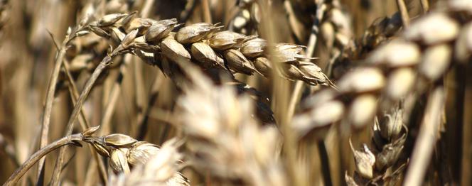 W jakich produktach znajduje się gluten?