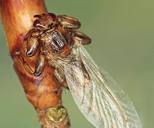 Latające kleszcze. Jak wygląda strzyżak sarni? Ukąszenie insekta jest nieprzyjemne i groźne dla ludzi