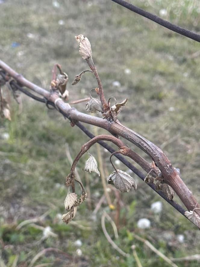 Ogromne straty rolników i sadowników. Kwietniowe mrozy zniszczyły całe plantacje. „To był kataklizm”