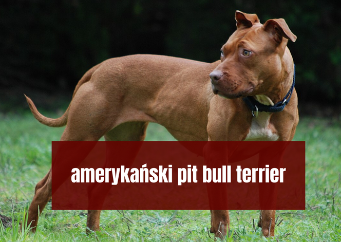 Na te psy musisz mieć zezwolenie! Zobacz listę najgroźniejszych ras w Polsce