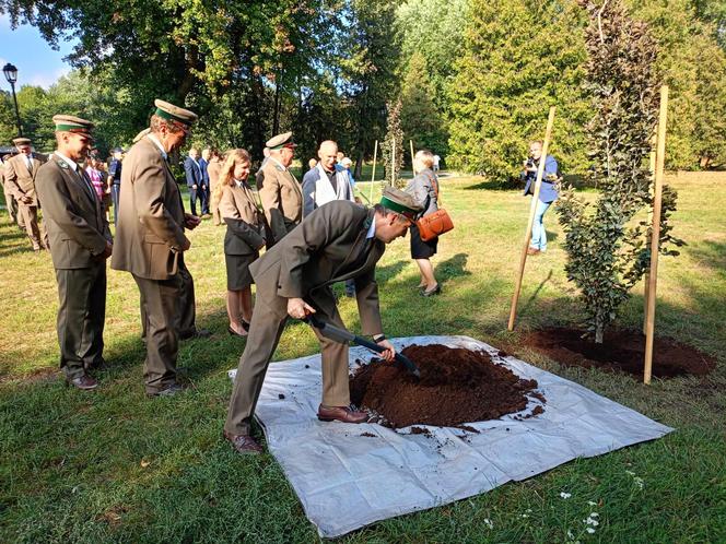 Trzy młode buki purpurowe na Skwerze Leśników Polskich wspólnie zasadzili pracownicy Nadleśnictwa Siedlce i Lasów Państwowych, władze miasta Siedlce i radni.