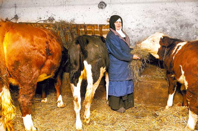Ratujcie moje pingwinki