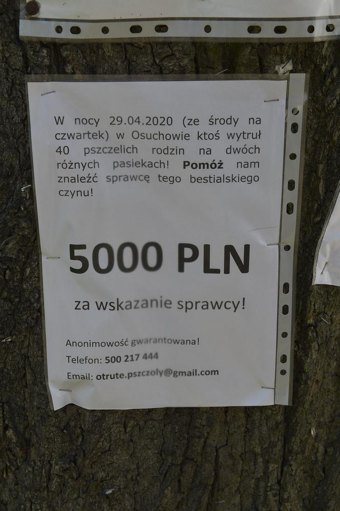 Wytrucie pszczół pod Mszczonowem