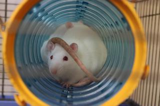 Czekają na życzliwych opiekunów