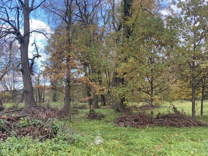 Zamek w Dąbrówce Starzeńskiej