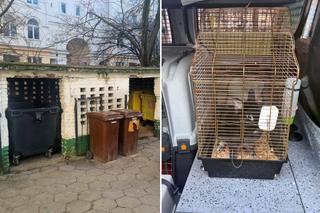 Puchate maleństwo konało z zimna na śmietniku. Wstrząsające