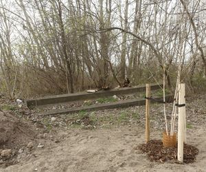 W Warszawie powstaje drugie lapidarium. Miasto nie usunie betonowych odpadów. To artefakty