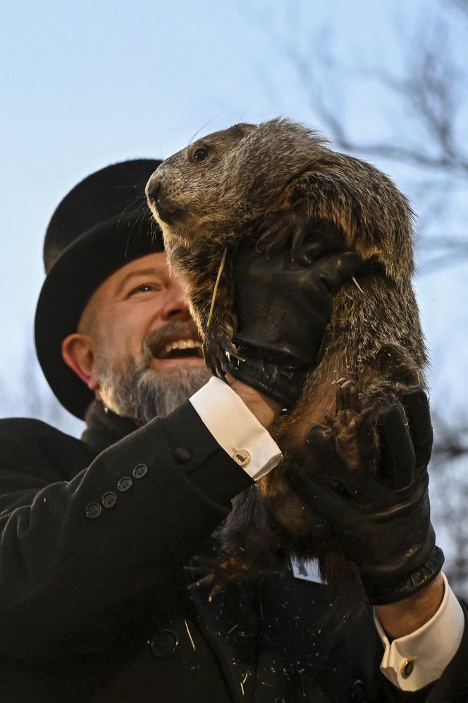 Świstak przepowiedział sześć tygodni zimy