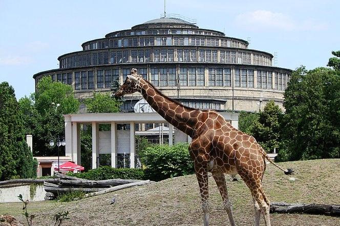 ZOO Wrocław - bilety, cennik 2023, godziny otwarcia. Jak dojechać? Mapa, parking