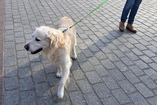 33. Finał WOŚP z grupą krakowskich Golden Retrieverów