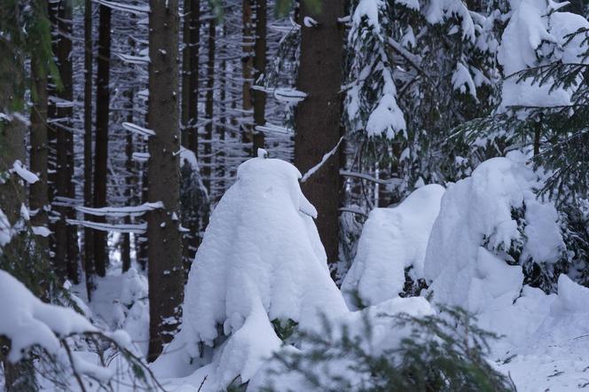 Dziwne stwory w górach. Śnieżne duchy i potwory straszą turystów