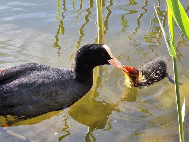Ptasi Bufet nad bydgoskim Balatonem. Tak mieszkańcy karmią z głową!