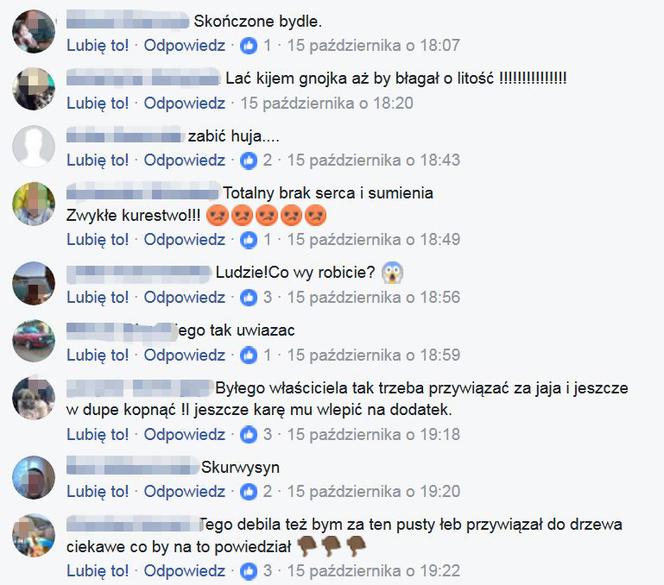  Przywiązali psa do drzewa. Internauci szukali okrutnych właścicieli szczeniaka