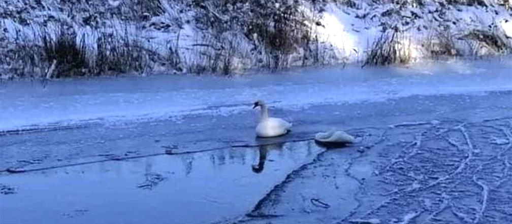 Łabędzica przymarzła do lodu na środku Czarnej Hańczy
