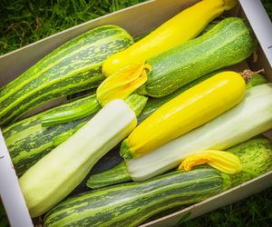 Czym różni się kabaczek od cukinii?