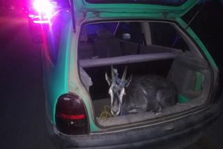 Nietypowy pasażer na gapę. W bagażniku wiózł kozę 