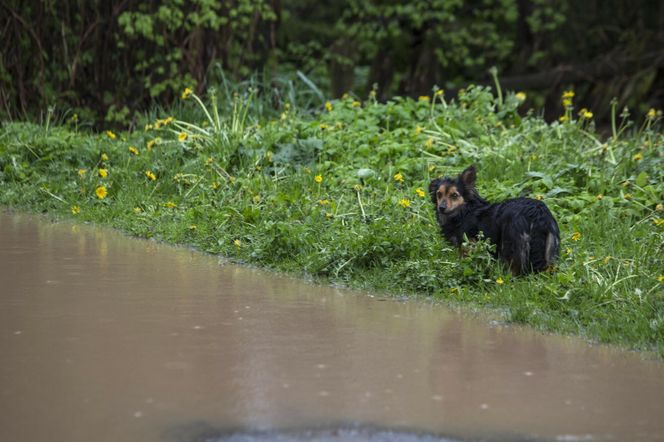 Pomoc dla zwierząt poszkodowanych przez powódź - oto, co można zrobić