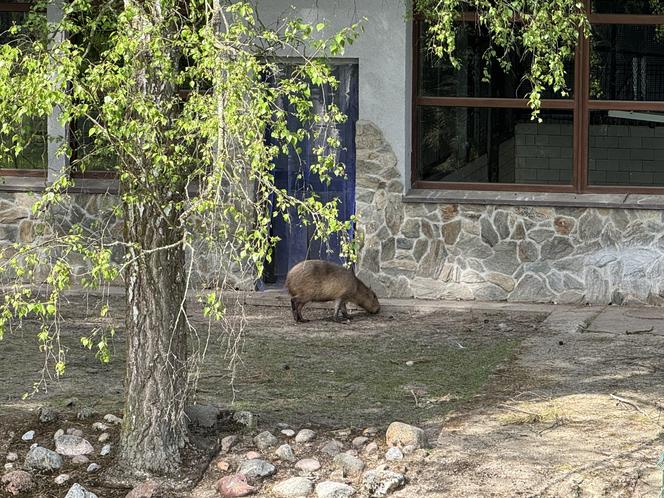 Kapibary z gdańskiego zoo