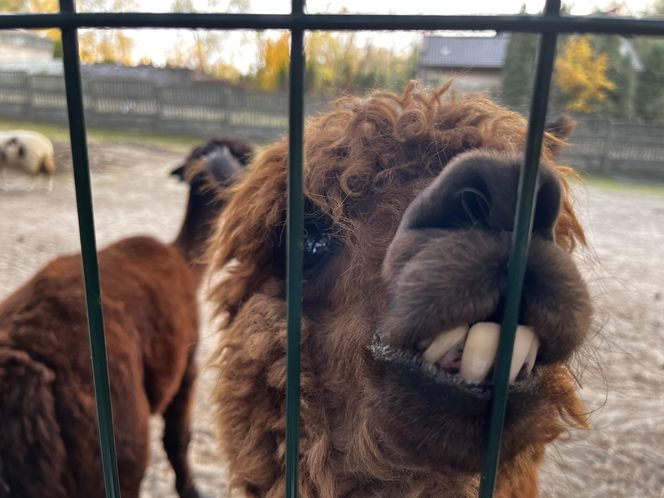 Zagroda 3 siostry w Kamieniu przyciągnęła całe rodziny w ciepły jesienny weekend ZDJĘCIA