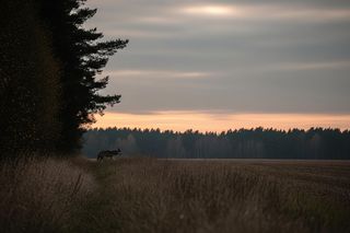 Wilki znów na Lubelszczyźnie. Co robią w Ryżkach?
