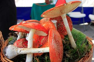 Wystawa „Poznaj grzyby – unikniesz zatrucia” na pl. Teatralnym w Lublinie