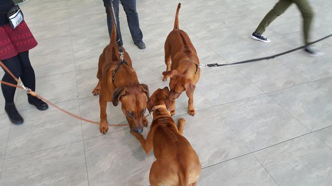 Tysiące psów i odwiedzających. II Międzynarodowa wystawa Psów Rasowych odbyła się w Bydgoszczy