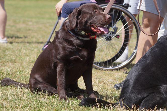 Psia radość i ludzkie serca. Myślęcinek pełen dobrych ludzi i ich czworonogów