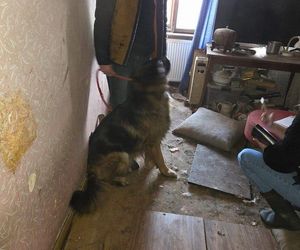 Psy w tragicznych warunkach