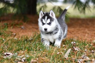 Syberyjski Husky
