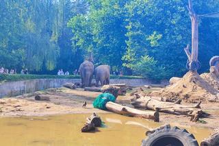 Najstarsze w Europie słonie mieszkają we Wrocławiu. Mają ponad 60 lat! 