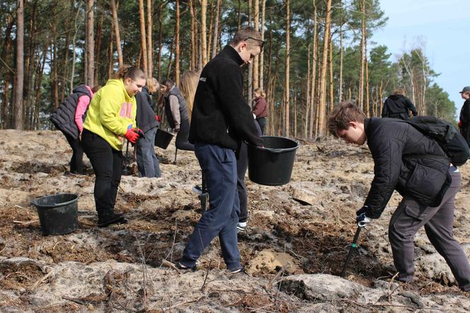 10 tys. nowych drzew w nadleśnictwie Bełchatów. W akcji udział wzięli pracownicy PGE i uczniowie