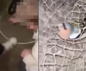Grupka nastolatków ugotowała żywcem ptaka. Szokujące nagranie pojawiło się w sieci!