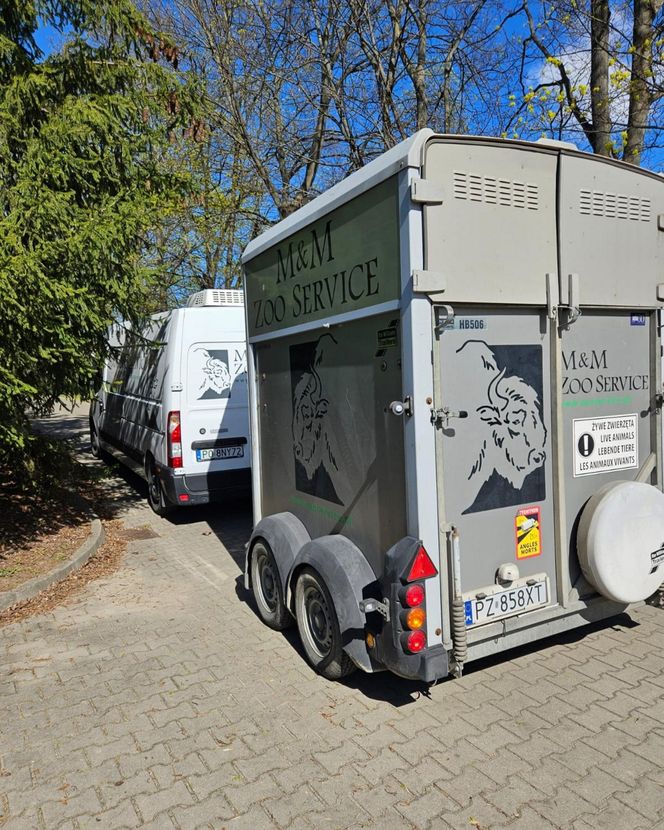 Goryli amant wyruszył na randkę życia. Bwana założy rodzinę w Szwajcarii. „Będziemy tęsknić”