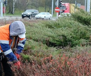 Lublin będzie jak ogród. Ruszyły wiosenne porządki