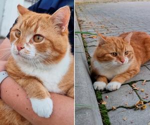 Garfield szybko zdobył należne mu miejsce w komendzie Straży Miejskiej w Świdniku