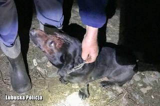 Trzciel: Zakopał psa żywcem bo myślał, że nie żyje