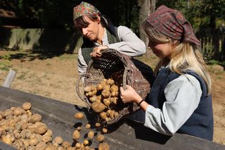 Wykopki kartoflane w lubelskim skansenie! Zobacz zdjęcia 