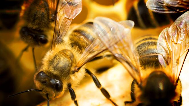 Szczecińscy radni wystraszyli się pszczół. Miejskich uli nie będzie