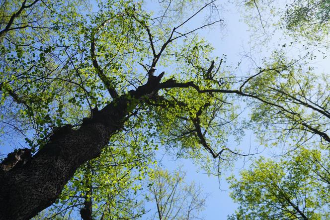 Tak wygląda park w dolinie Ślepiotki w Katowicach