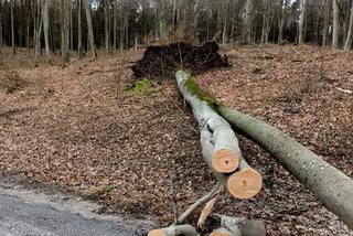 Szkody po Orkanie Eunice. Zrywało dachy, wyrywało grube drzewa, brakowało prądu