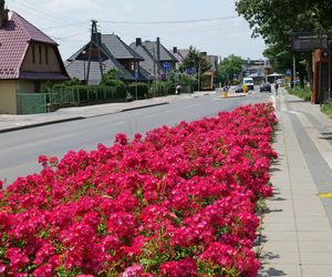Starachowice. To najbardziej ukwiecone miasto świętokrzyskiego