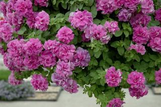 Kwiaty balkonowe dla koneserów. Nowe ciekawe rośliny balkonowe obficie kwitnące [ZDJĘCIA]