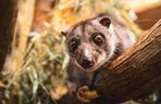 Nocny akrobata z Indonezji zamieszkał we Wrocławiu! Poznajcie nowego lokatora Zoo