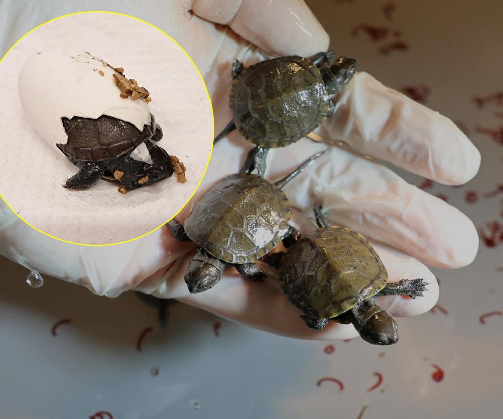 Szczęśliwy los żółwia z piwnicy 