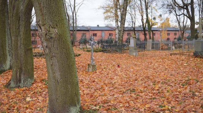 To prawdopodobnie najstarsza aleja drzew w Olsztynie. Znajduje się na cmentarzu [ZDJĘCIA]