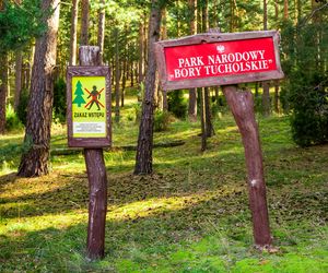 Bory Tucholskie