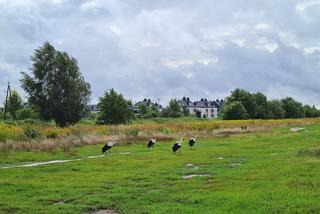 Rodzina bocianów na spacerze - warszawska Białołęka