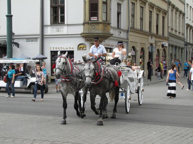 Obrońcy zwierząt chcą całkowitego zakazu dorożek konnych w Krakowie [AUDIO]
