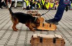Wiernie służyli przez 10 lat. Kałam, Lejmur i Karzeł odeszli na zasłużoną emeryturę