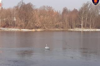 Kielce: Na ratunek łabędziowi! PRZYMARZŁ do tafli lodu i nie mógł się ruszyć!